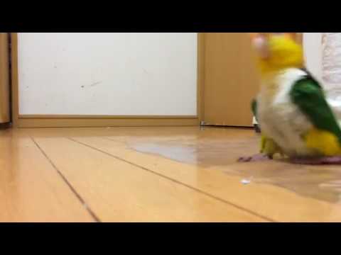 Youtube: cute parrot walking