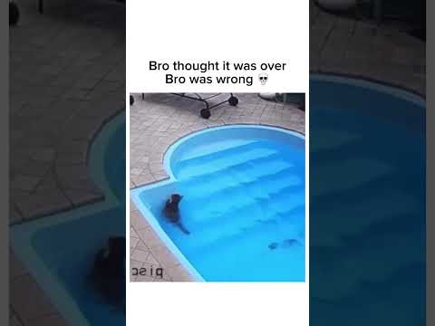 Youtube: POV: This cat is actually built different 🧠 Subscribe for more! #shorts