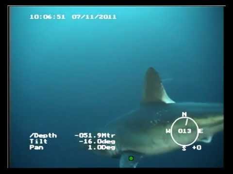 Youtube: Porbeagle Shark, North Sea, 07/11/11.