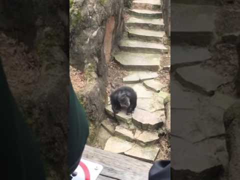 Youtube: 😂 Oma hat's erwischt !: Schimpanse im Zoo wirft Kacke in Omas Gesicht! 😂
