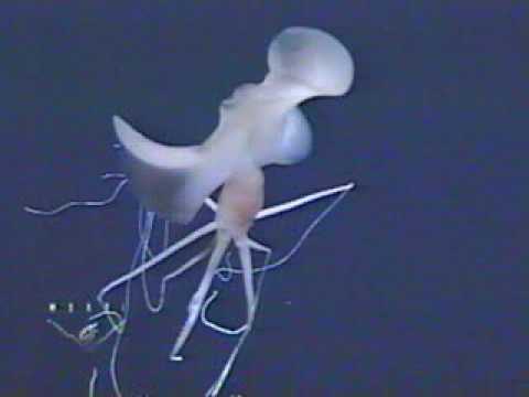 Youtube: Bigfin Squid filmed by ROV Tiburon north of Oahu