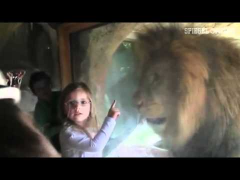 Youtube: Tierisch coole Dreijährige: Nase an Nase mit einem Löwen | DER SPIEGEL