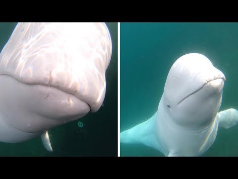 Youtube: Cheeky Beluga Whale Steals GoPro