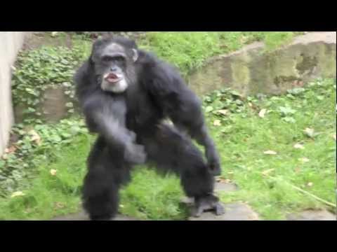 Youtube: Schimpanse Aggression