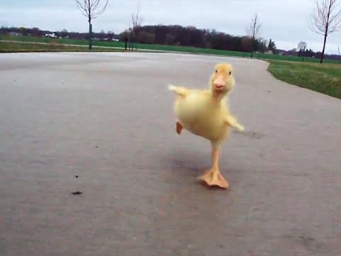 Youtube: Duck Run