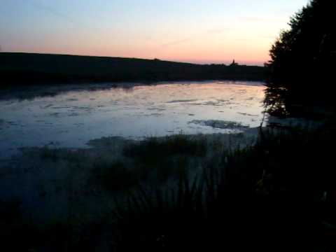 Youtube: Rotbauchunke, Laubfrosch und Teichfrosch am Parsteiner See
