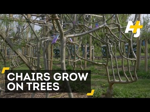Youtube: Growing Chairs On Trees