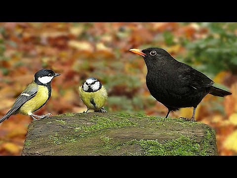Youtube: Entspannende Videos für Katzen : Vogeltöne im Herbst