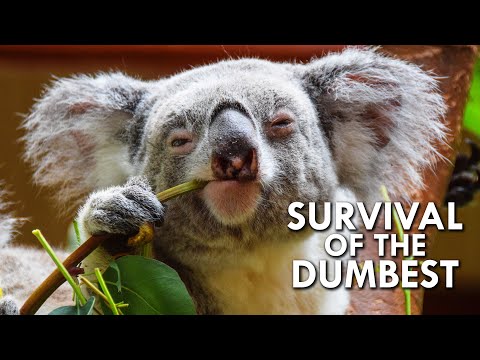 Youtube: Koalas: When Stupidity is a Survival Strategy