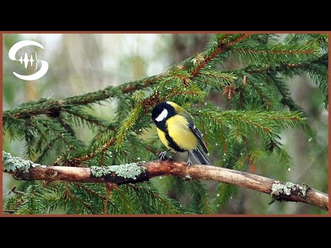 Youtube: 4 Stunden Ruhe im Wald - Vogelgesang Naturgeräusche - Vogelgezwitscher
