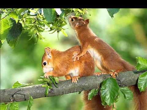 Youtube: Squirrel Sex - Eichhörnchen - Gräusche beim Poppen ;-) A Fun