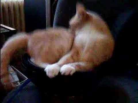 Youtube: Katze auf Subwoofer