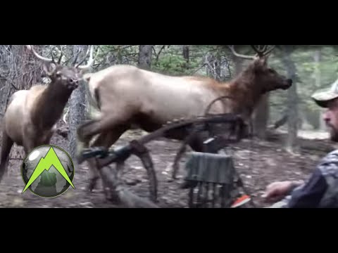 Youtube: DIY Archery Elk in Idaho - A Magical Morning in the Elk Woods
