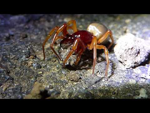 Youtube: Woodlouse spider eating a woodlouse.