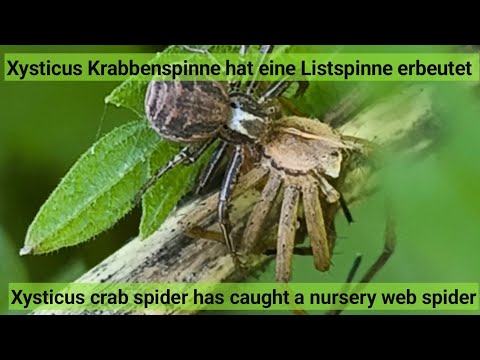 Youtube: Krabbenspinne frisst Listspinne, Crab spider eats nursery web spider