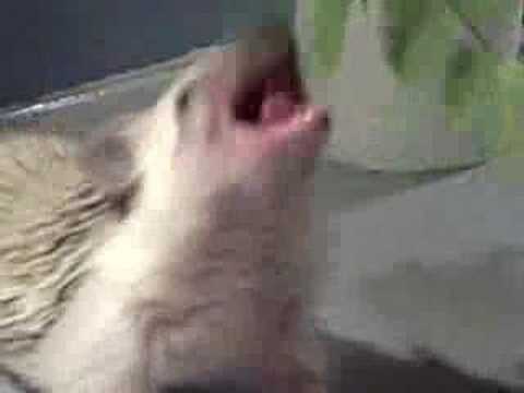 Youtube: Charlotte the Hedgehog loves cilantro