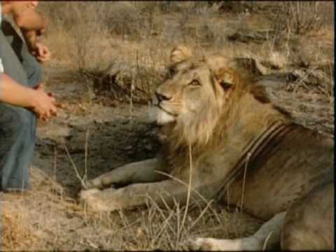 Youtube: The Official Christian The Lion Video