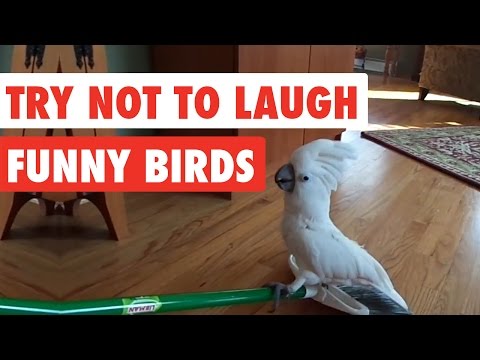 Youtube: Try Not To Laugh | Funny Birds Video Compilation