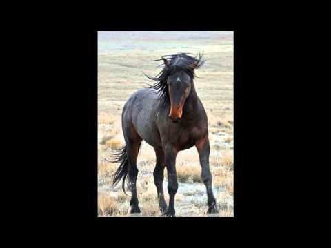 Youtube: Gino Vanelli   Wild horses