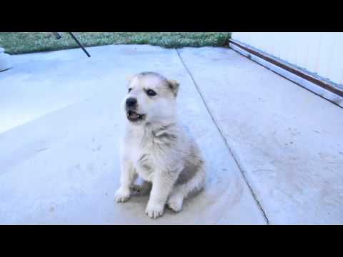 Youtube: Husky Puppy's 1st Howl