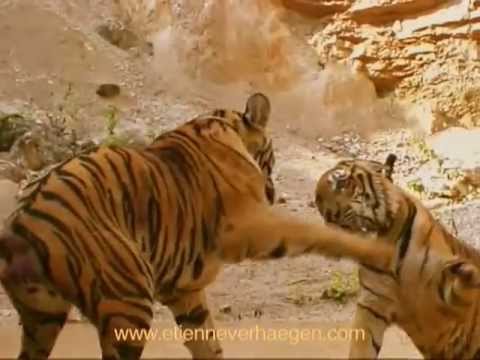 Youtube: The Little Buddhas and the Tigers / Les Petits Bouddhas et les Tigres