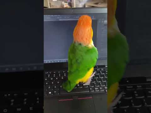 Youtube: Verrückter Vogel....