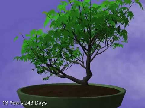 Youtube: Go Bonsai - First Video