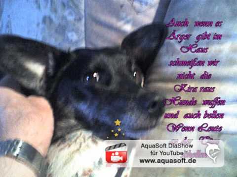 Youtube: Mein Hund  ist schwul