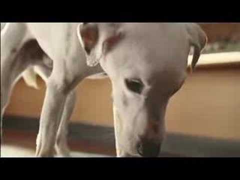 Youtube: VW Polo Singing Dog ad