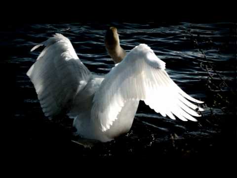 Youtube: Tchaikovsky - Swan Lake (Swan Theme)