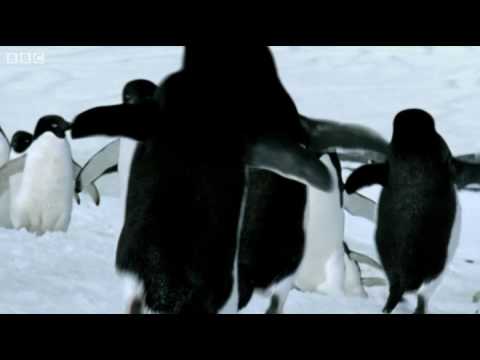 Youtube: Flying Penguins - BBC
