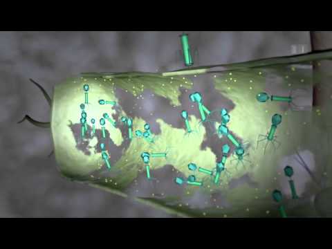 Youtube: Phagen: Ausweg aus der Antibiotika-Krise? - Puls vom 11. April 2016