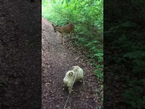 Youtube: Reh greift hund an