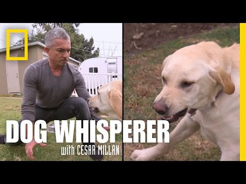 Youtube: Showdown with Holly | Dog Whisperer