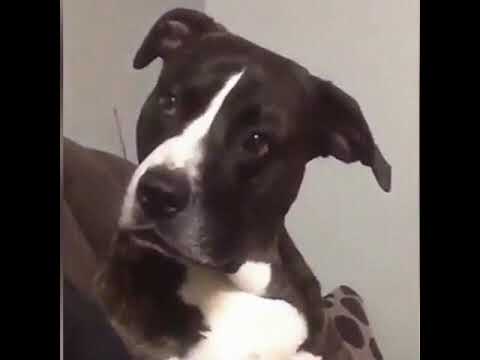 Youtube: Hund erschreckt sich beim Furz