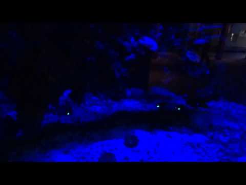 Youtube: Flashlight Fish @ Dallas World Aquarium [HQ]