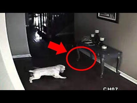 Youtube: 5 Dogs That Saw Something Their Owners Couldn't See : Ghosts, ESP, & Paranormal