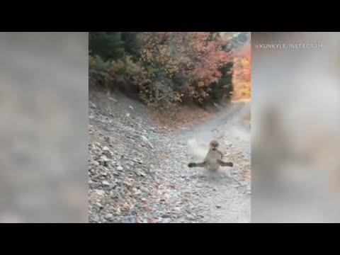 Youtube: Viral video shows cougar stalking Utah hiker in terrifying 6-minute encounter - FULL VIDEO | ABC7