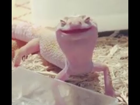 Youtube: Look how happy this lizard is drinking his water