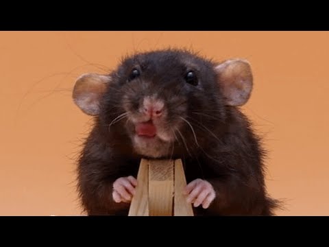 Youtube: Meet Olive. She'll make you actually like rats.