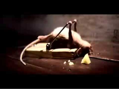 Youtube: Ratten falle the best Video