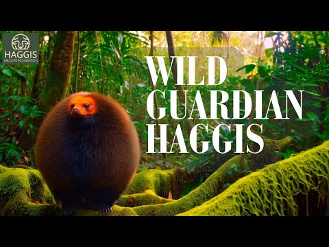 Youtube: Why Are Guardian Haggis So Important for the Scottish Forest?