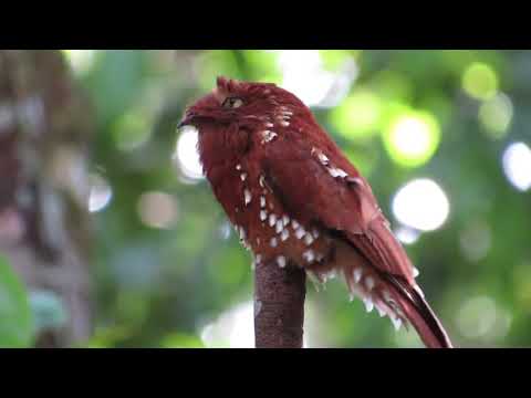 Youtube: Rufous Potoo