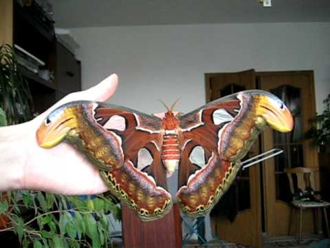 Youtube: Attacus atlas female