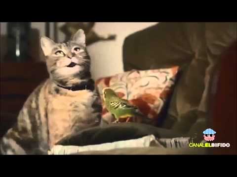 Youtube: Süße Katzen singen"Happy"
