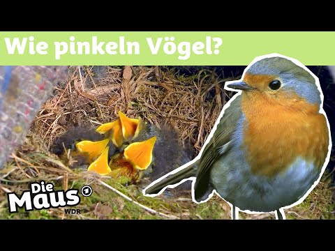 Youtube: Machen Vögel ins Nest? | DieMaus | WDR