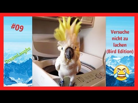 Youtube: VERSUCHE NICHT ZU LACHEN (BIRD EDITION)