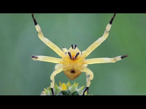 Youtube: Epicadus Heterogaster - Aranha Caranguejo (Crab Spider)