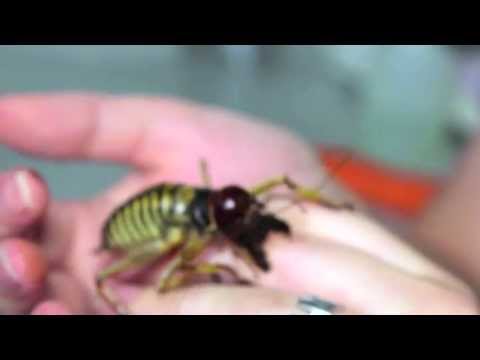 Youtube: Giant Tree Weta