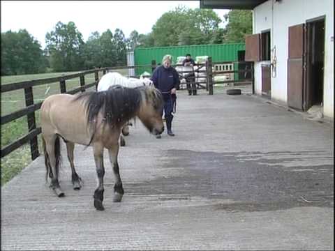 Youtube: Edenderry ISPCA Cruelty Conviction